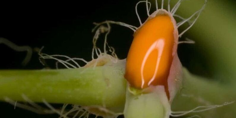 Zume de celidonia para tratar o fungo das unhas dos pés